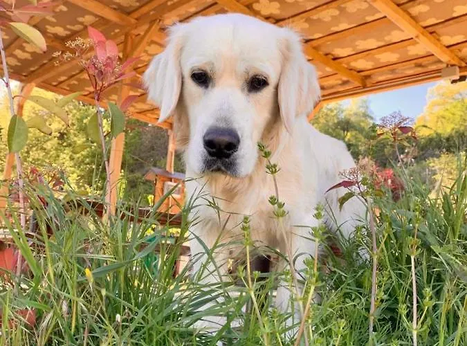 Il Podere Di Massi 컨트리하우스 *