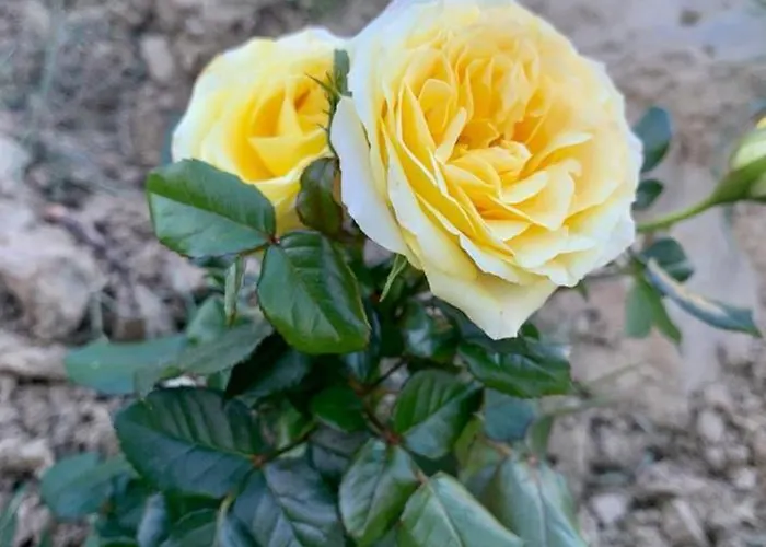 컨트리하우스 Il Podere Di Massi *